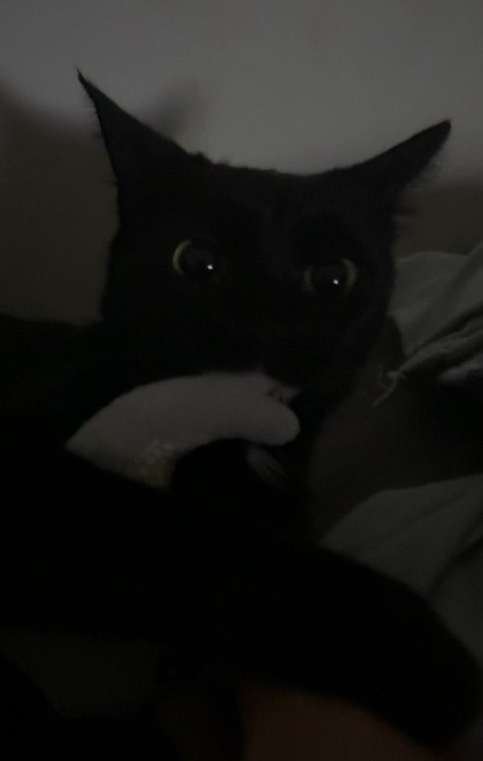 Rayane Aberkane's cat working on a project